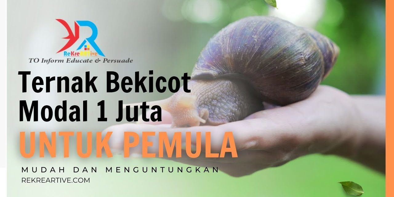 Ternak Bekicot Untuk Lele: Panduan Lengkap Dan Mudah