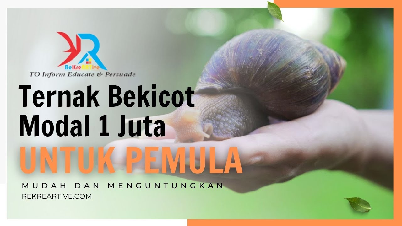Ternak Bekicot Untuk Lele