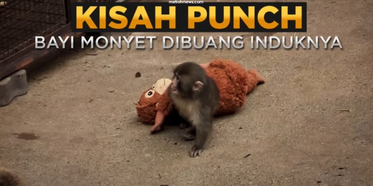 Punch Si Bayi Monyet Viral Jadi Perbincangan, Ini Kabarnya