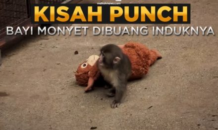 Punch Si Bayi Monyet Viral Jadi Perbincangan, Ini Kabarnya
