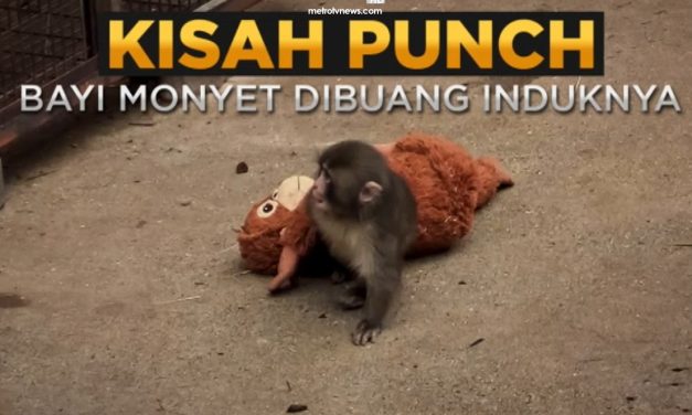 Punch Si Bayi Monyet Viral Jadi Perbincangan, Ini Kabarnya