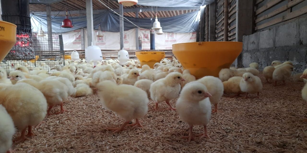 Mengatur Posisi Kandang Ayam Agar Nyaman Dan Tidak Panas