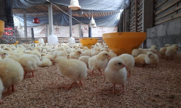 Mengatur Posisi Kandang Ayam Agar Nyaman Dan Tidak Panas