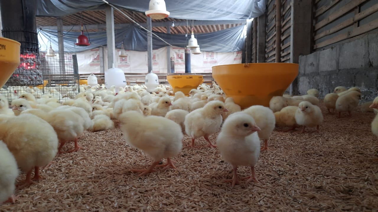 Mengatur Posisi Kandang Ayam