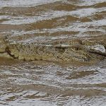 Banjir Parah Di Australia Picu Kemunculan Buaya Di Sekitar