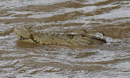 Banjir Parah Di Australia Picu Kemunculan Buaya Di Sekitar