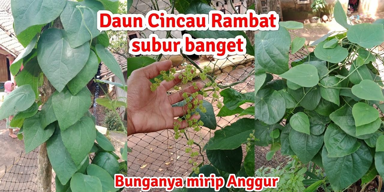 Cara Budidaya Daun Cincau Hijau Di Pot Atau Pekarangan Rumah