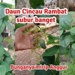Cara Budidaya Daun Cincau Hijau Di Pot Atau Pekarangan Rumah