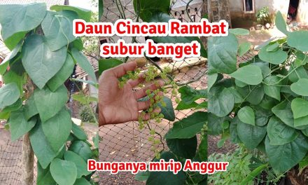 Cara Budidaya Daun Cincau Hijau Di Pot Atau Pekarangan Rumah