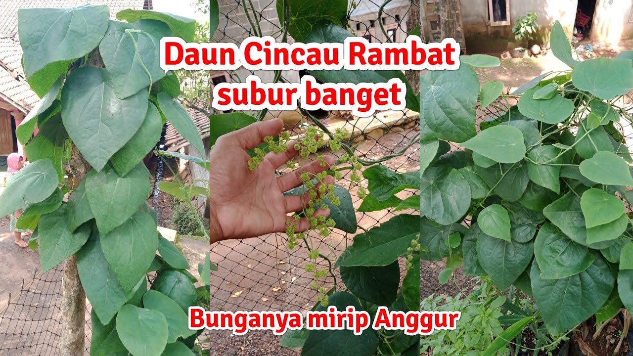 Cara Budidaya Daun Cincau