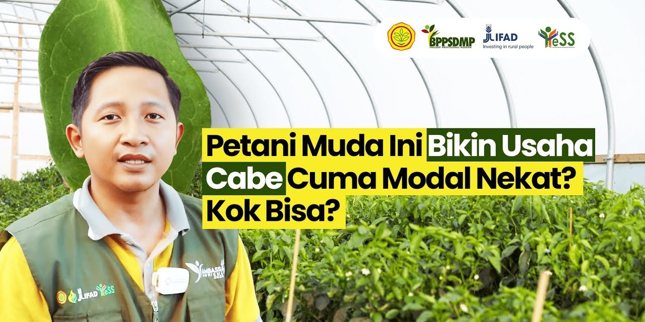 Profesi Petani Cabai Opsi Usaha Sampingan Alternatif Untukmu