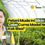 Profesi Petani Cabai Opsi Usaha Sampingan Alternatif Untukmu