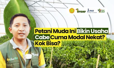 Profesi Petani Cabai Opsi Usaha Sampingan Alternatif Untukmu