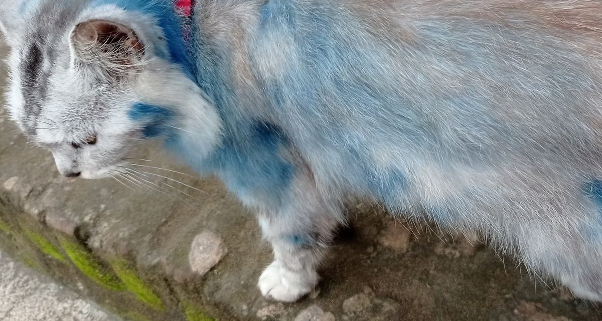 Bukti Bulu Kucing Bisa Di Jadikan Bahan Ungkapan Kasus
