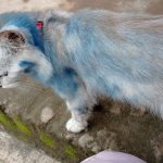 Bukti Bulu Kucing Bisa Di Jadikan Bahan Ungkapan Kasus