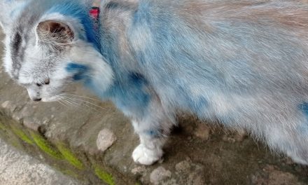 Bukti Bulu Kucing Bisa Di Jadikan Bahan Ungkapan Kasus