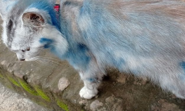 Bukti Bulu Kucing Bisa Di Jadikan Bahan Ungkapan Kasus