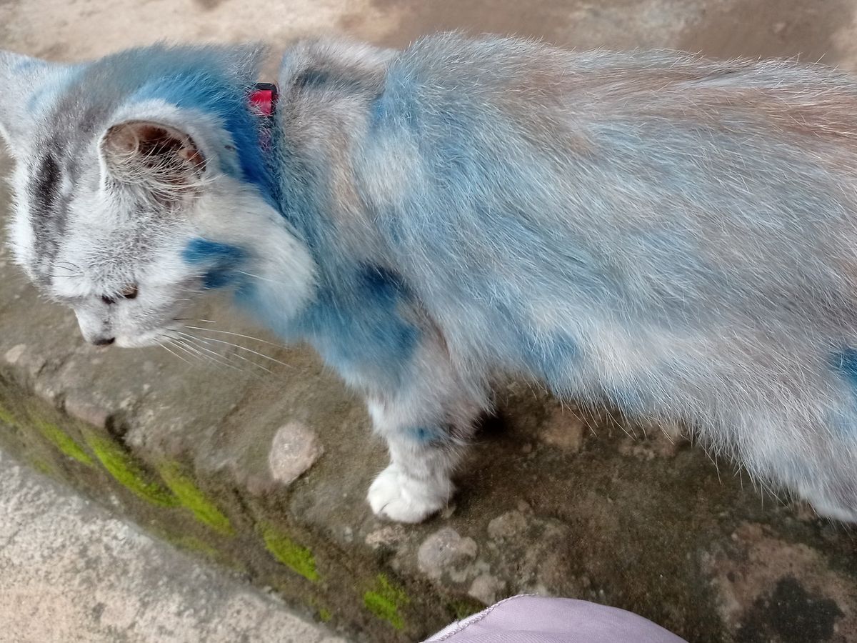 Bukti Bulu Kucing