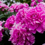Pesona Bunga Peony: Makna, Jenis, Cara Menanamnya Di Rumah