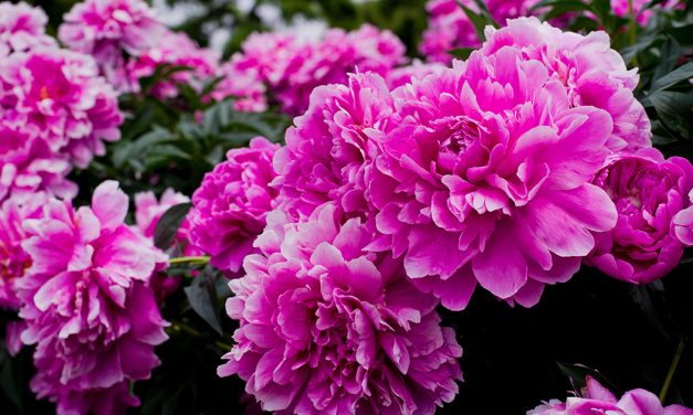 Pesona Bunga Peony: Makna, Jenis, Cara Menanamnya Di Rumah