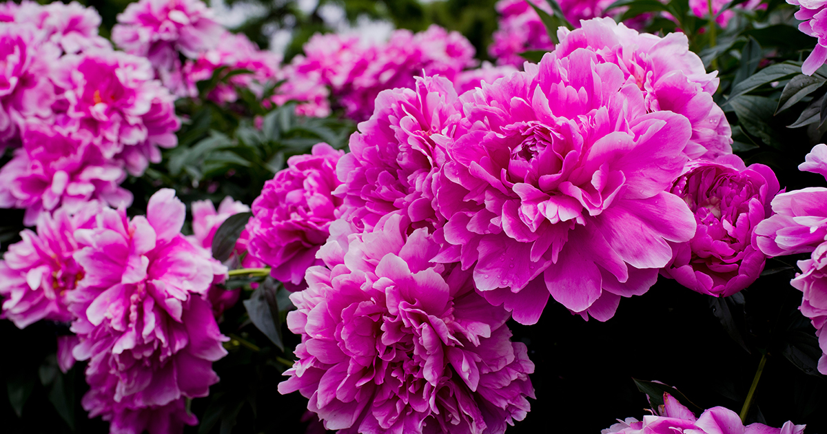 Pesona Bunga Peony