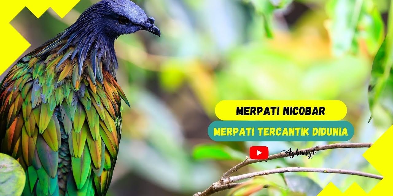 Junai Emas Burung Langka Dengan Nama Merpati Nicobar