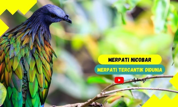 Junai Emas Burung Langka Dengan Nama Merpati Nicobar