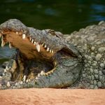Keunikan Buaya Yang Jarang Di Ketahui Banyak Orang