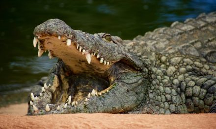 Keunikan Buaya Yang Jarang Di Ketahui Banyak Orang