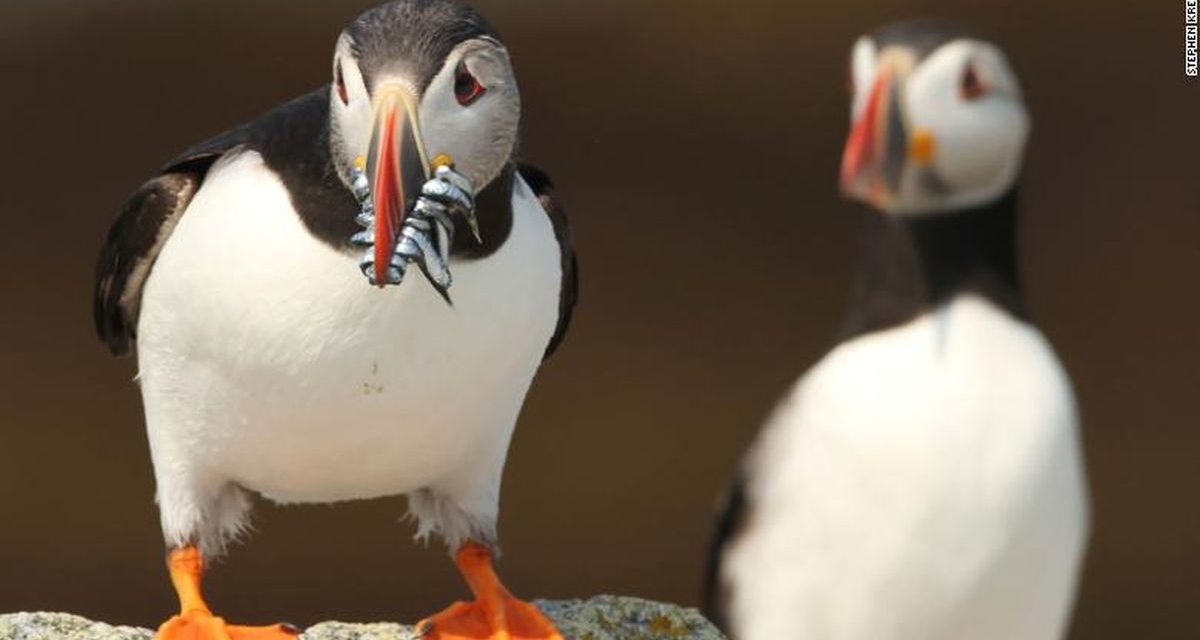 Burung Puffin, Si Badut Laut Yang Kini Membutuhkan Pertolongan