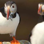 Burung Puffin, Si Badut Laut Yang Kini Membutuhkan Pertolongan