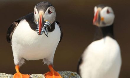 Burung Puffin, Si Badut Laut Yang Kini Membutuhkan Pertolongan