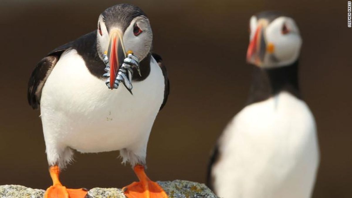 Burung Puffin